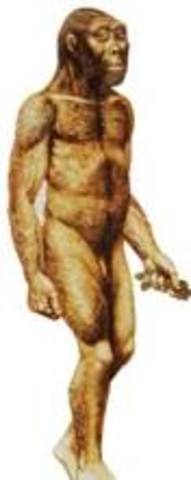 Australopithecus Robustus