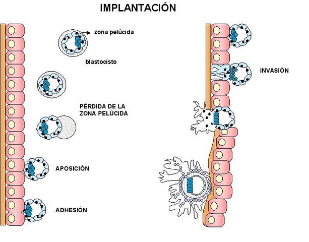 Blastocito en el endometrio.
