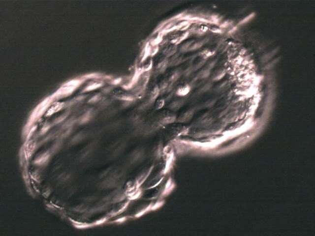 Día 6 ~ Eclosión del blastocisto