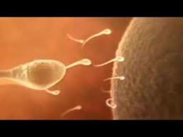 Fecundación de un ovúlo