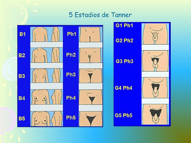 PUBERTAD (HOMBRE 12-15) SEGUN OMS (10-14)