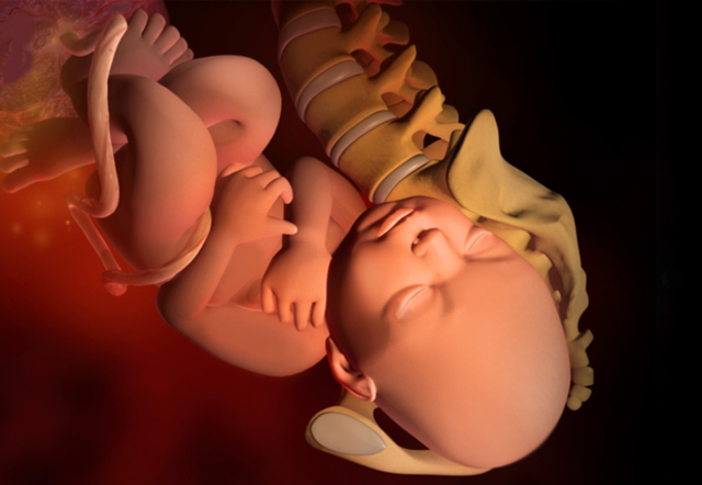 Semana 38-40 Fin del Desarroyo Fetal