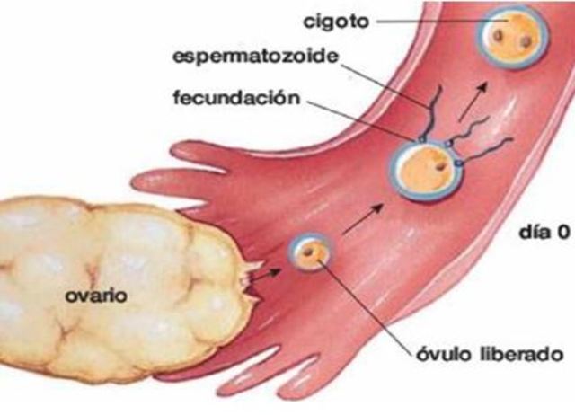 Inicio del embarazo.