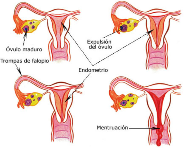12º Año de vida, Inicio de la pubertad