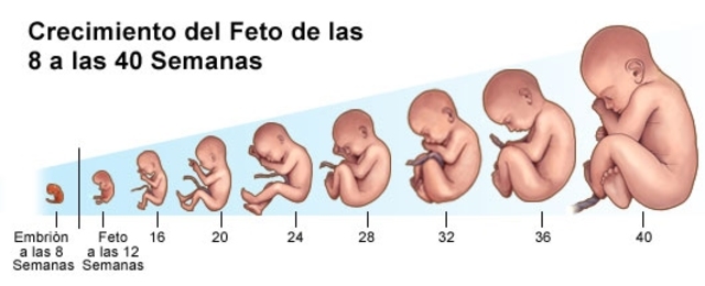 Etapa fetal