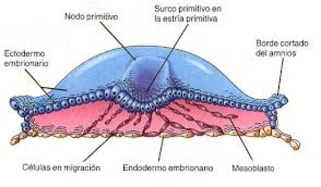 DISCO EMBIONARIO TRILAMINAR