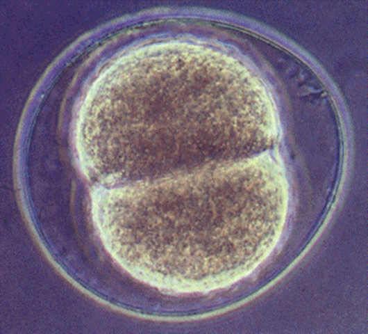 FASE DE DOS CÉLULAS