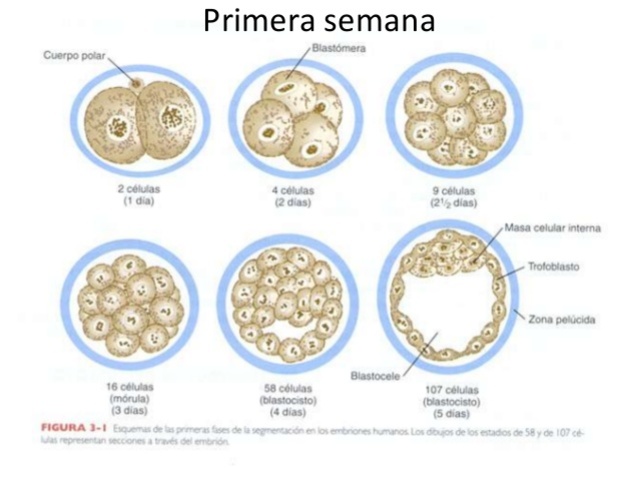 1 semana