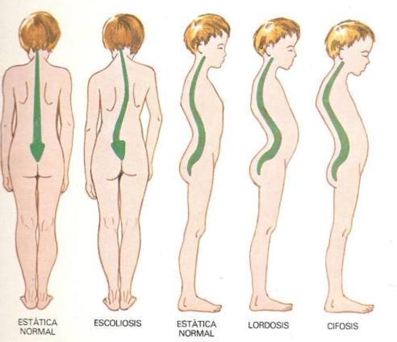 Proporciones corporales.