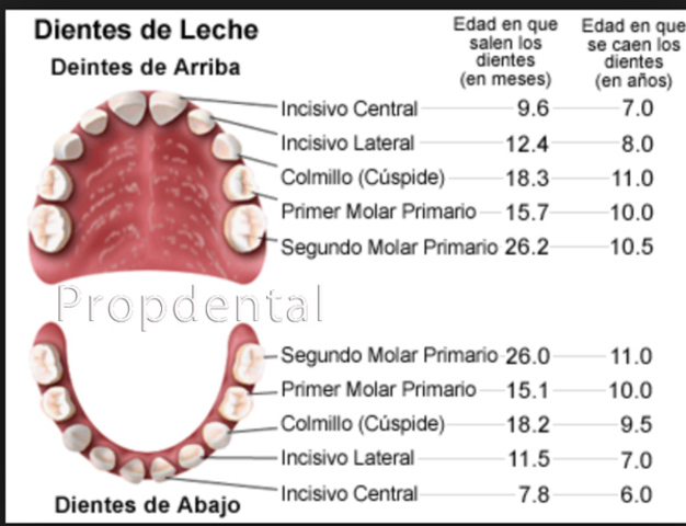 Proporciones corporales: Dentadura temporal