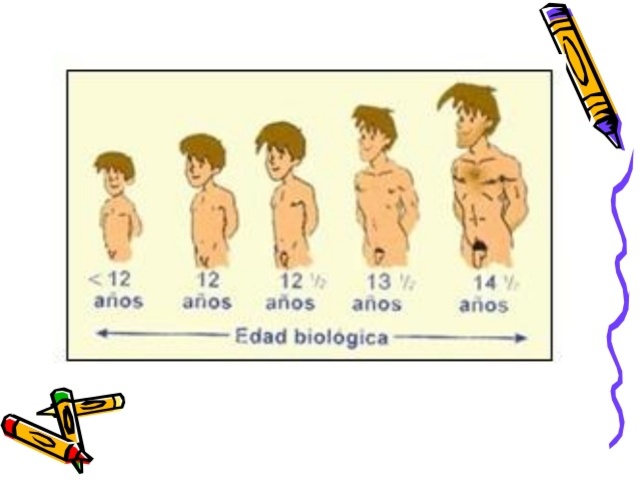 Desarrollo del sistema reproductor.