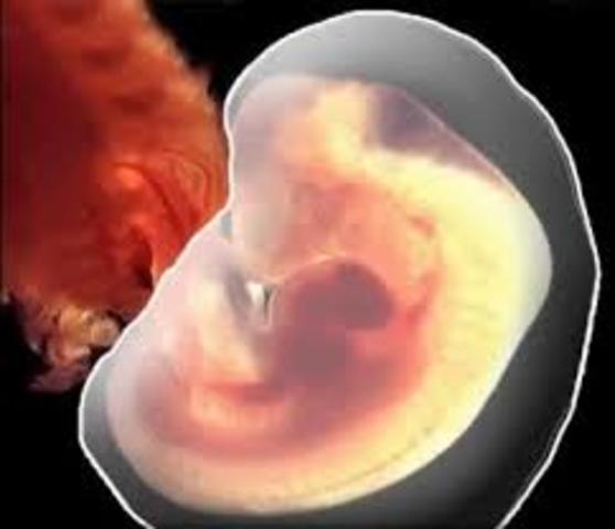 Plegamiento del disco embrionario