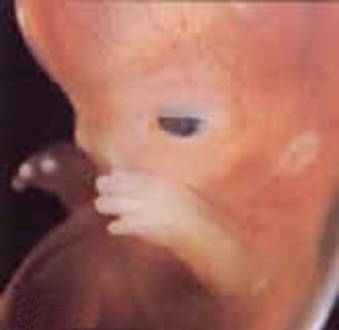 8ª semana (2º mes):