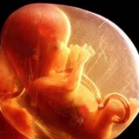 12ª semana (3º mes):