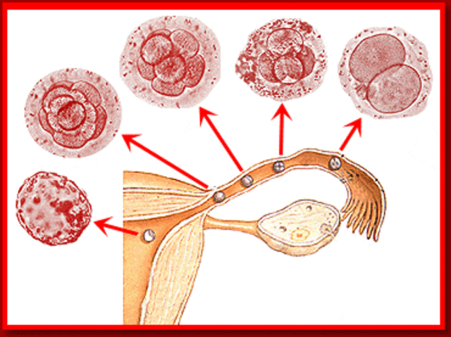 Primera fase embrionaria después de la fecundación.