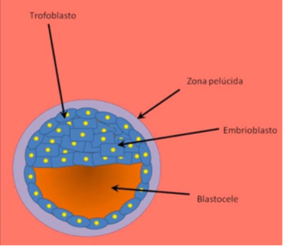 Segunda parte de la primera fase embrionaria.