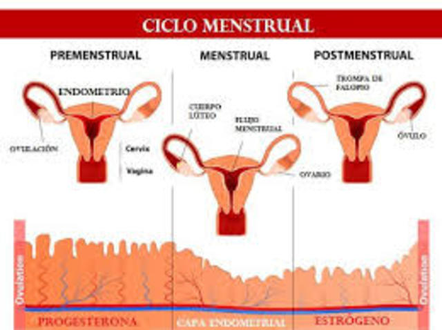 Ciclo menstrual