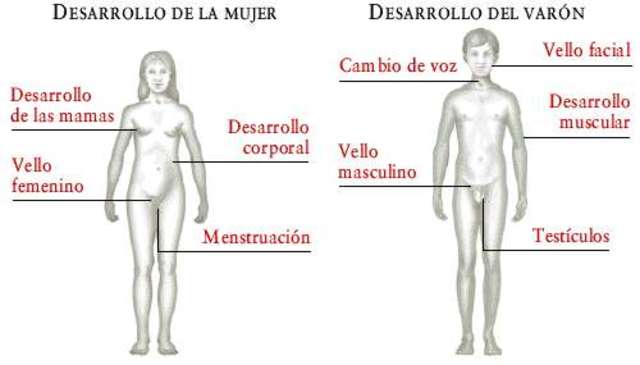 PUBERTAD (de los doce a los catorce años)