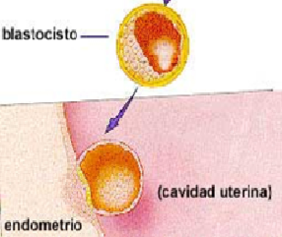 Segunda fase embrionaria después de la fecundación.