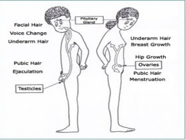 inicio de la pubertad (niñas)