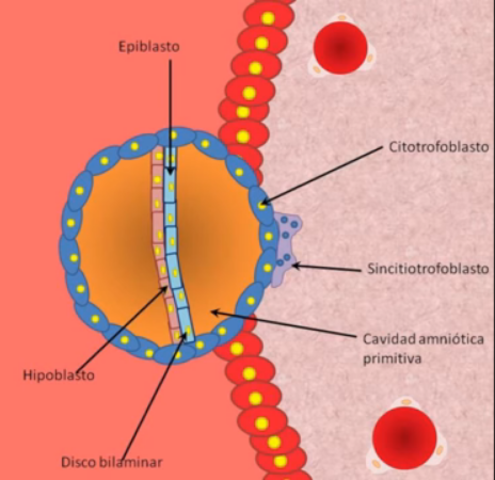 2da parte de la 2da fase embrinaria después de la fecundacion.