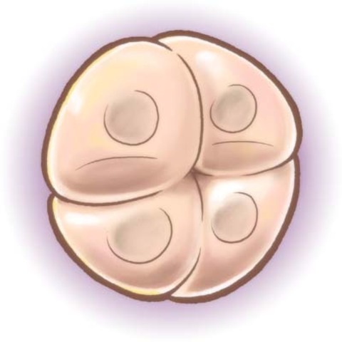 Segunda division celular