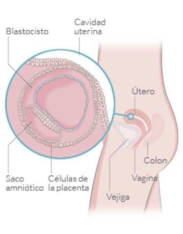 2 semana de embarazo