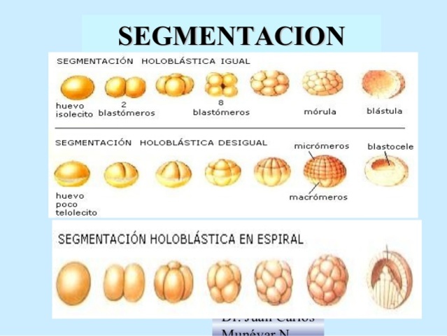 SEGEMENTACIÓN
