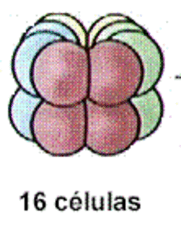 Cuarta division celular.