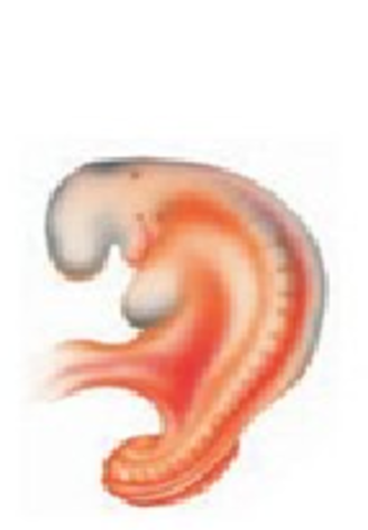 Desaroollo del embrión y del feto.