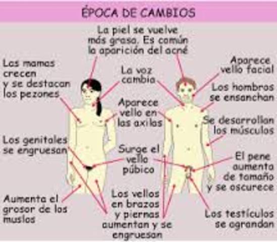 Cambios cognoscitivos