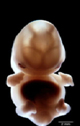 5ª semana. (1º mes)