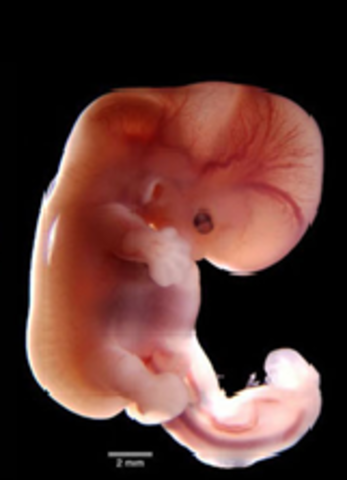 6ª semana (1º mes)