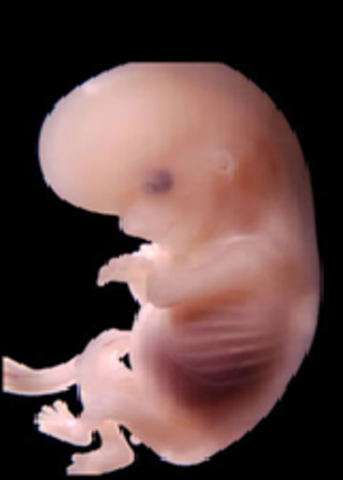 7ª semana (1º mes)