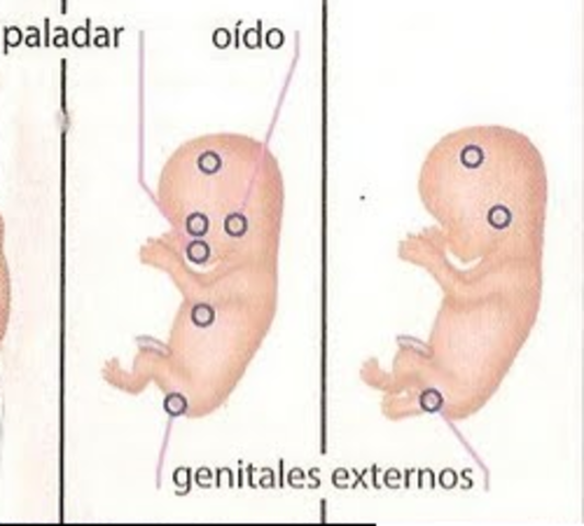 8ª semana (2º mes).