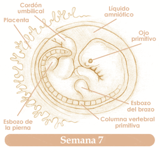 7 SEMANA