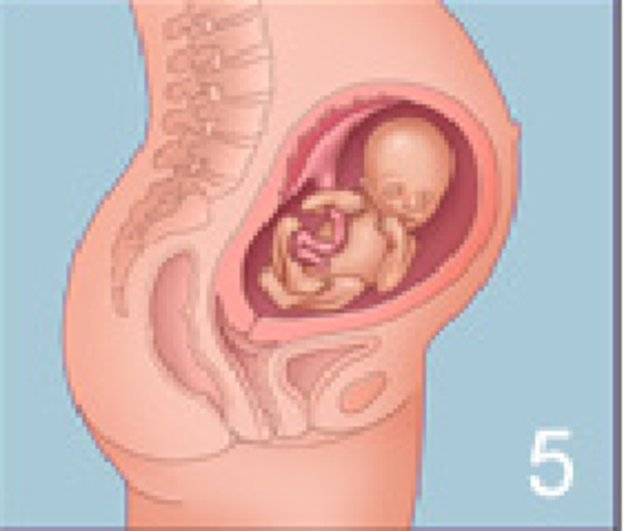 20ª semana (5º mes)