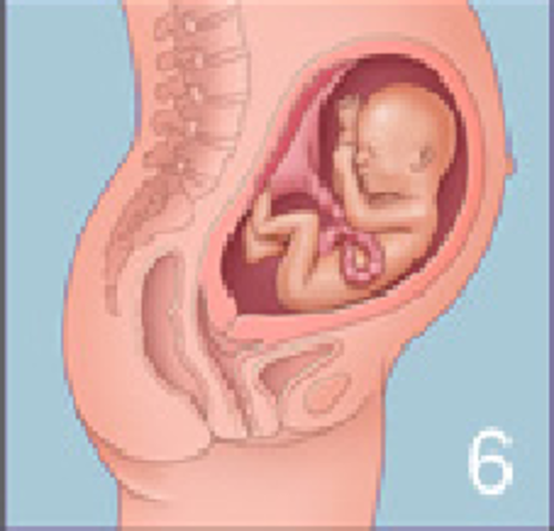 24ª semana (6º mes)