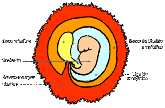 Desarrollo embrionario 1° Mes