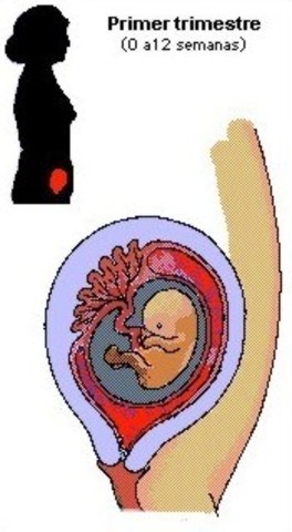 Desarrollo Embrionario 1° Trimestre