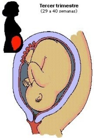 Desarrollo Fetal 3° Trimestre