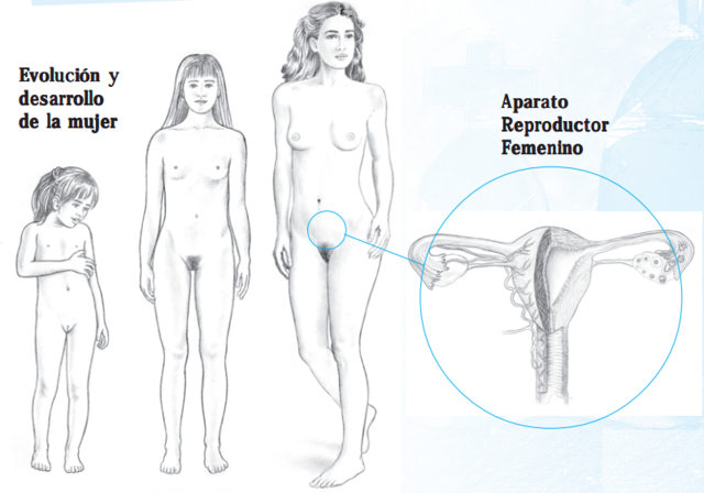 Cambios biologicos en adolescencia