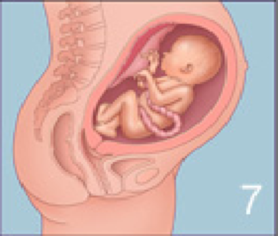 28ª semana (7º mes)