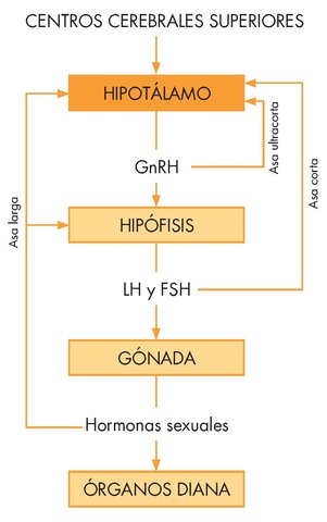 Eje Hipotálamo- Hipófisis- Gónadas