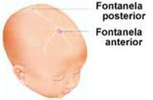 Proporciones Corporales Cabeza.