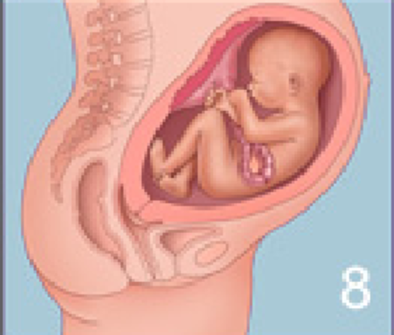 36ª semana (8º mes)