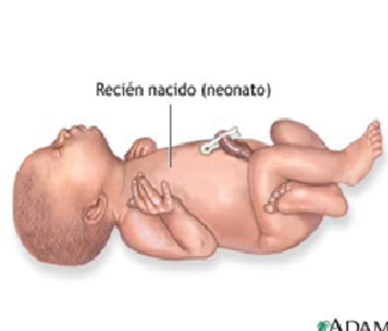Etapa de lactante mayor. Neonato.