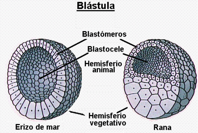 Blastulación