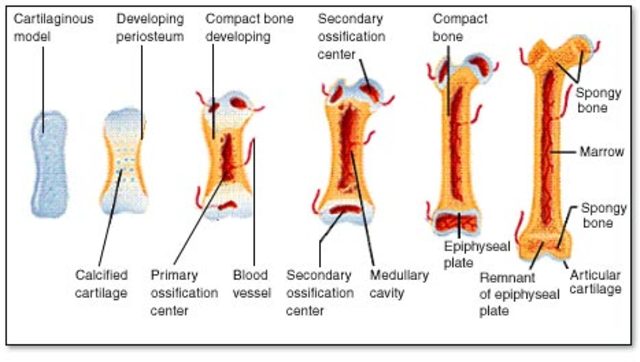 SISTEMA ÓSEO-MUSCULAR