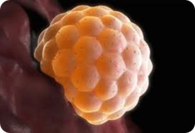 Implantacion en el utero